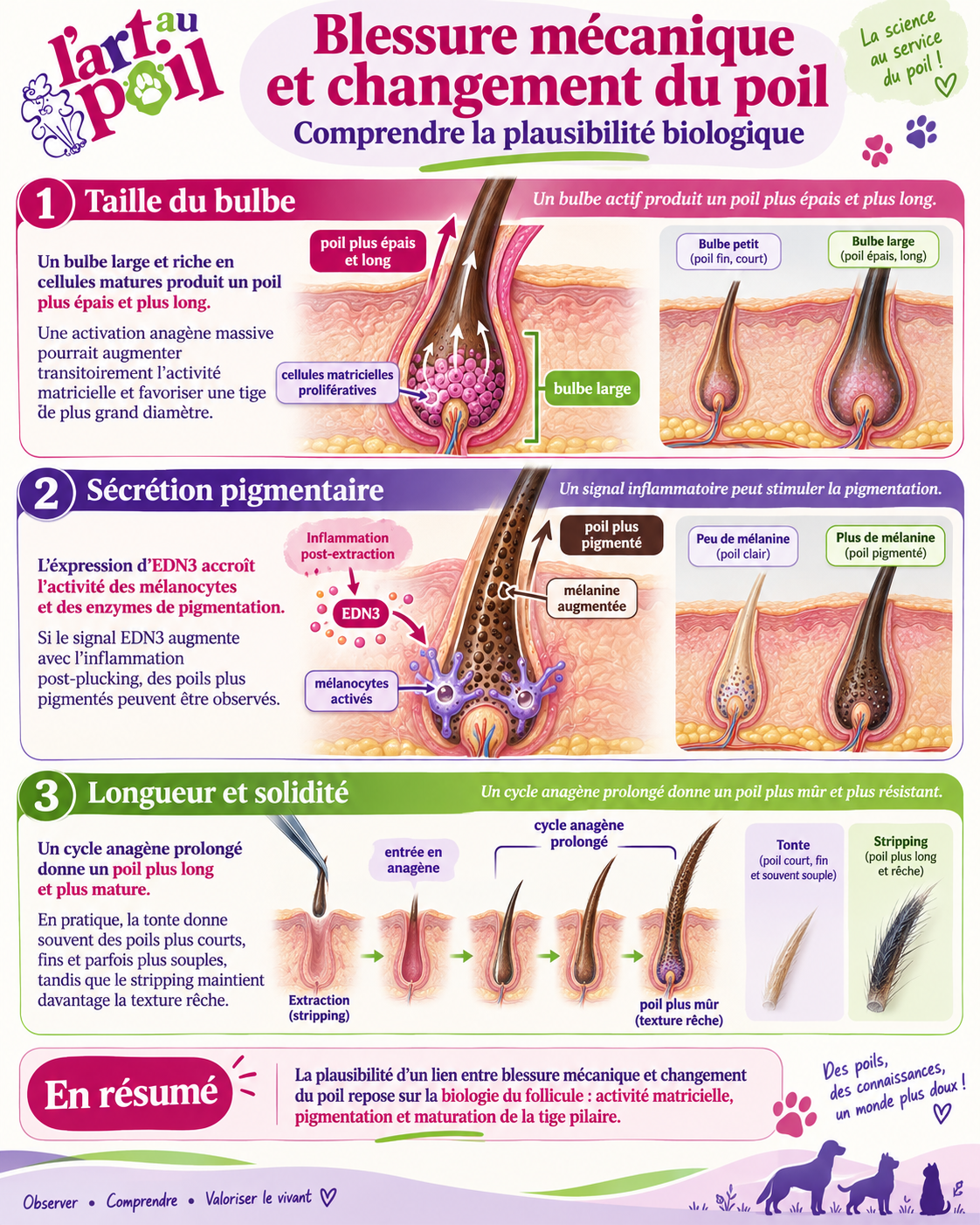 plucking &eacute;pilation stripping chien